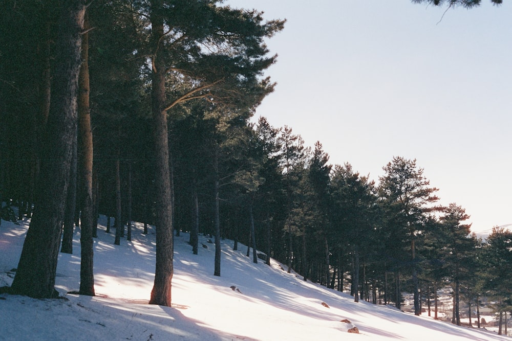 a snow covered hill with trees on the side