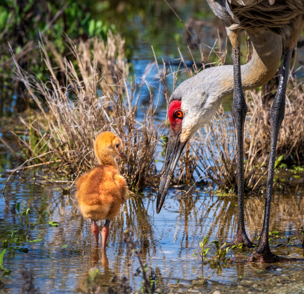 a bird standing next to a duck in a body of water