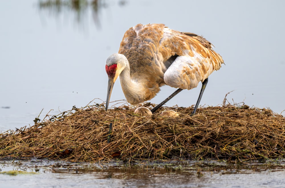 a large bird standing on top of a pile of grass