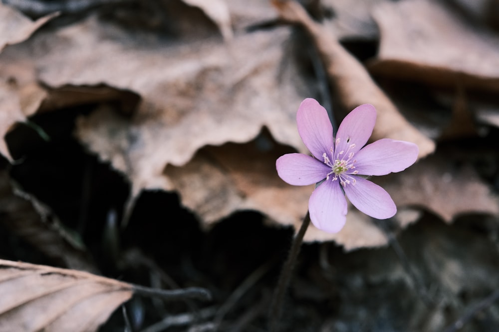 a small purple flower sitting on top of a leaf covered ground