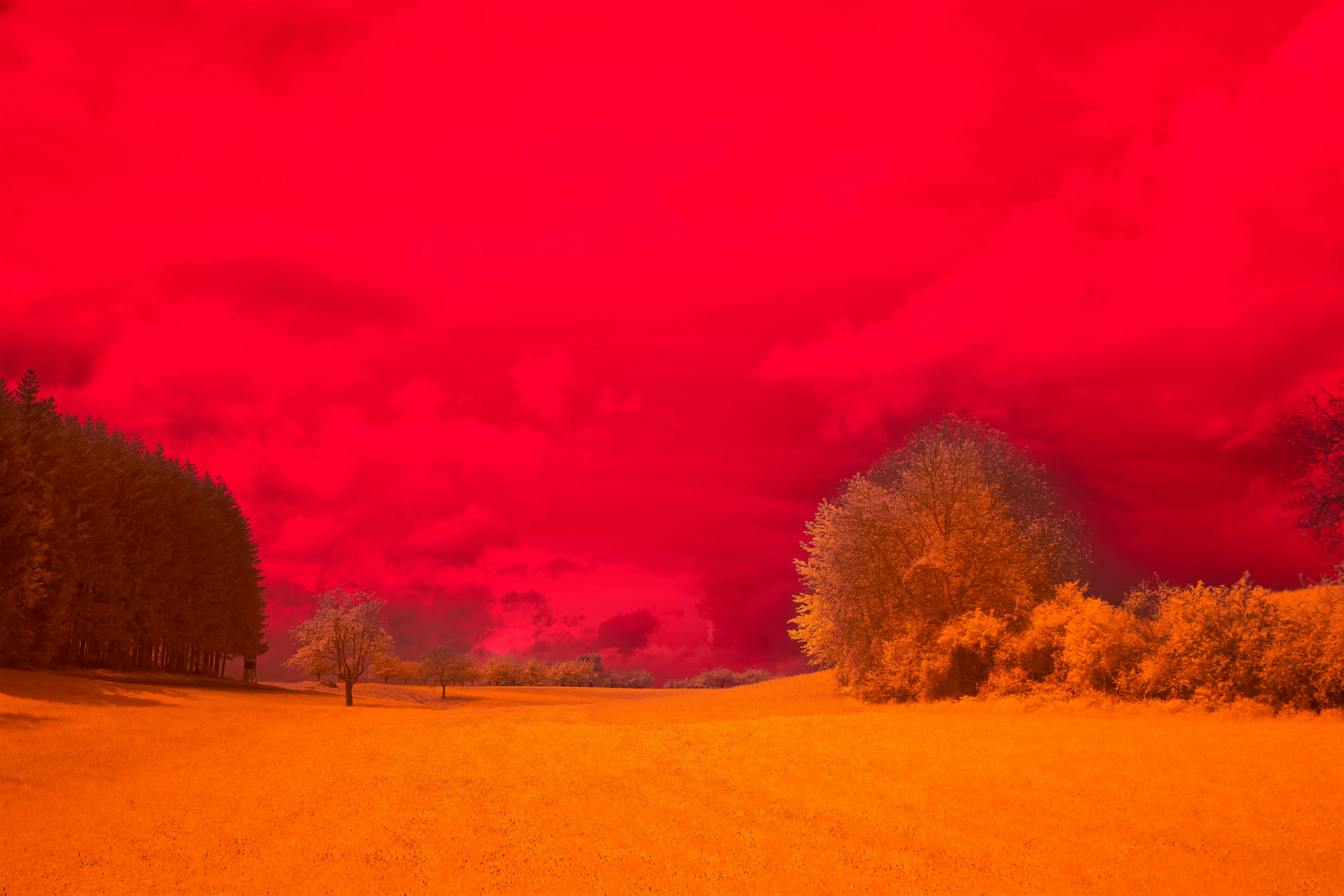 Photo by wolfgang_hasselmann