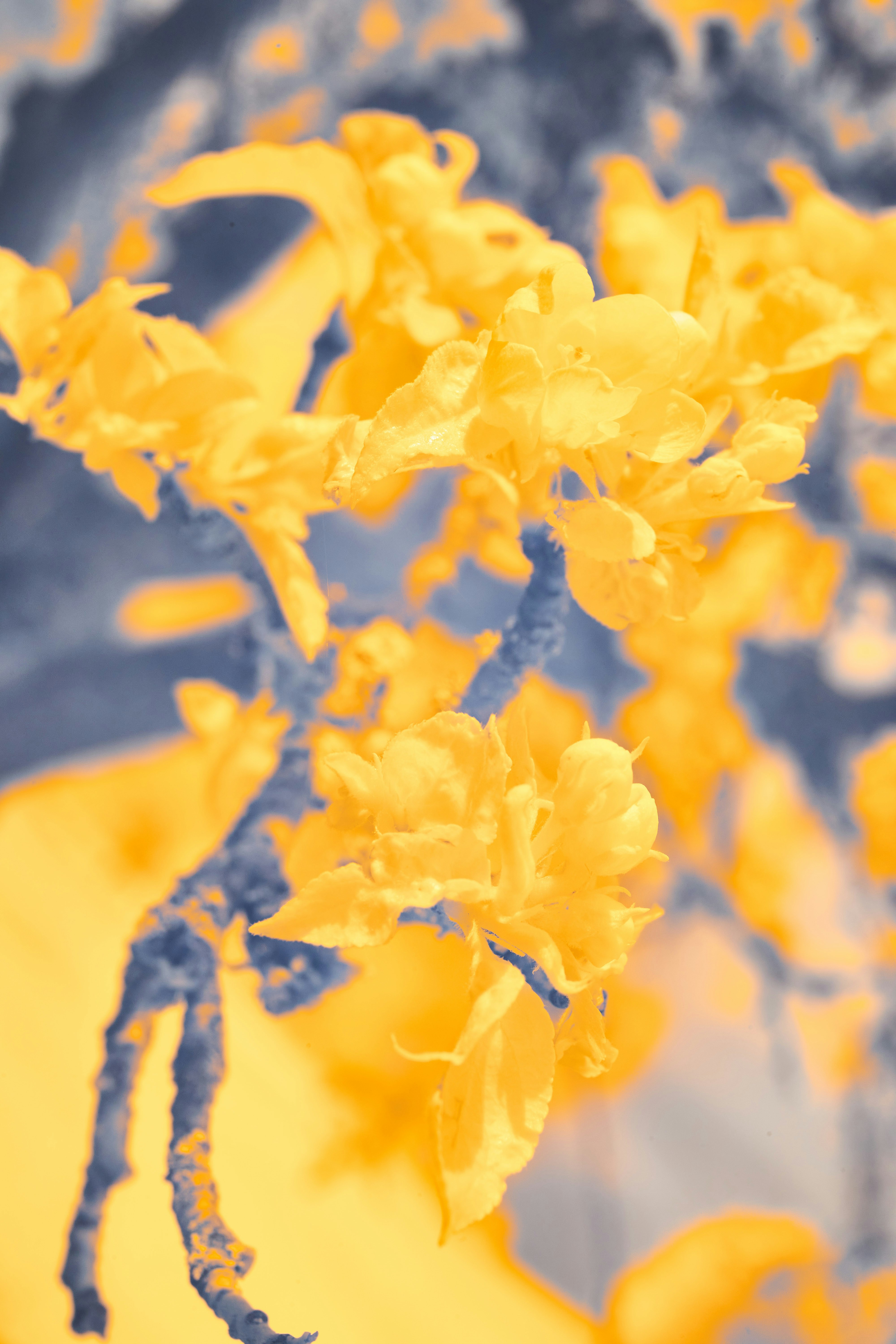 Photo by wolfgang_hasselmann