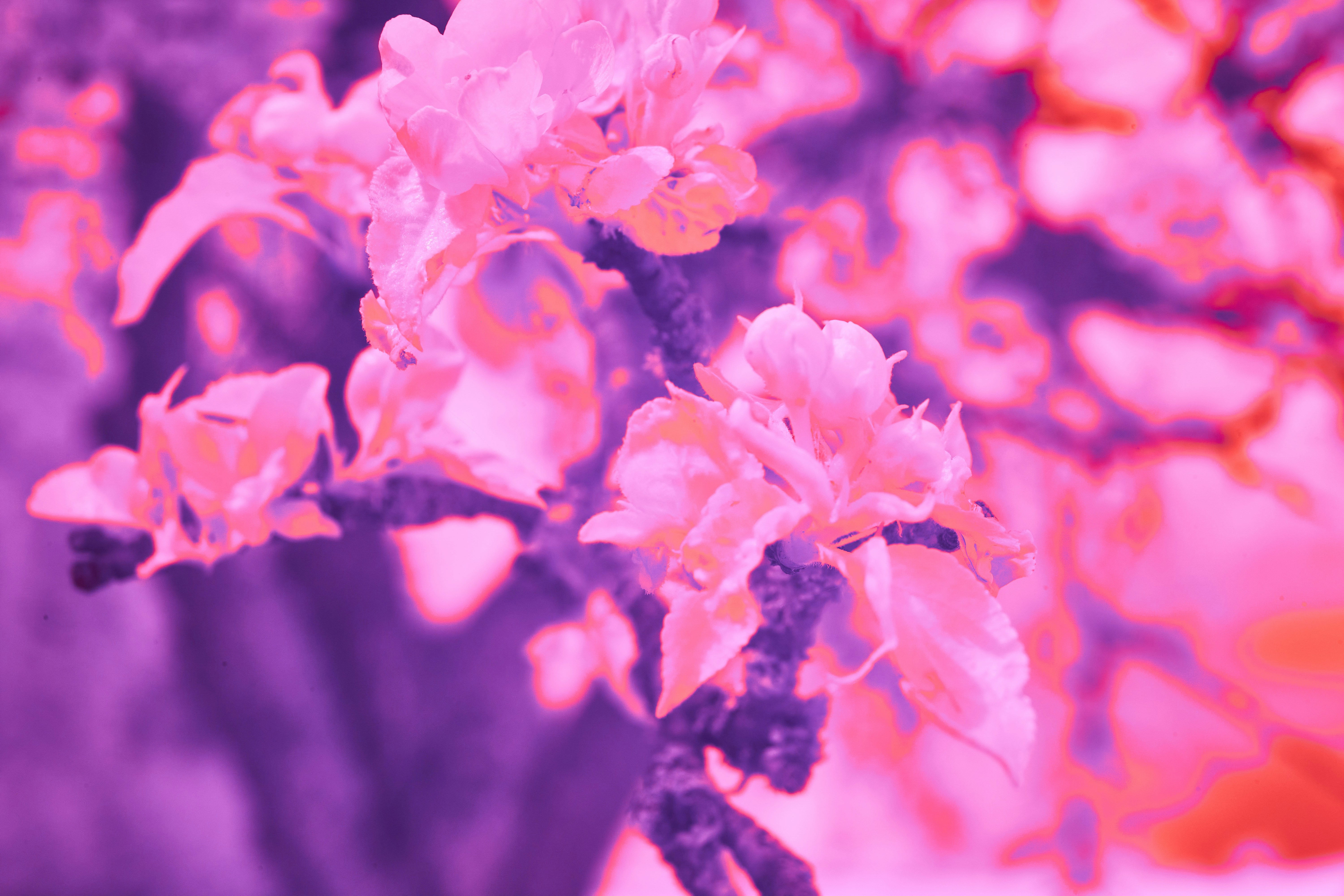 Photo by wolfgang_hasselmann