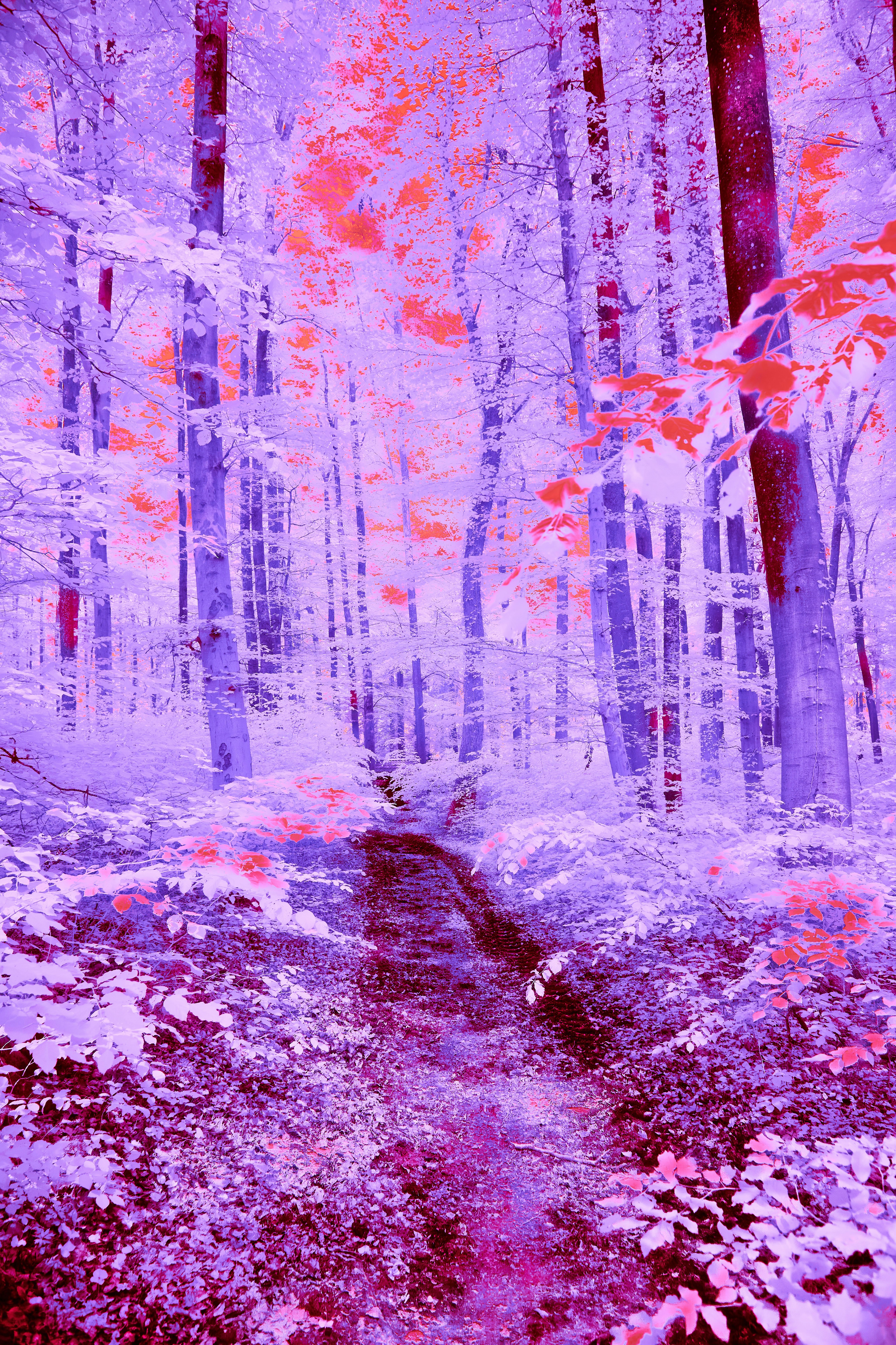 Photo by wolfgang_hasselmann