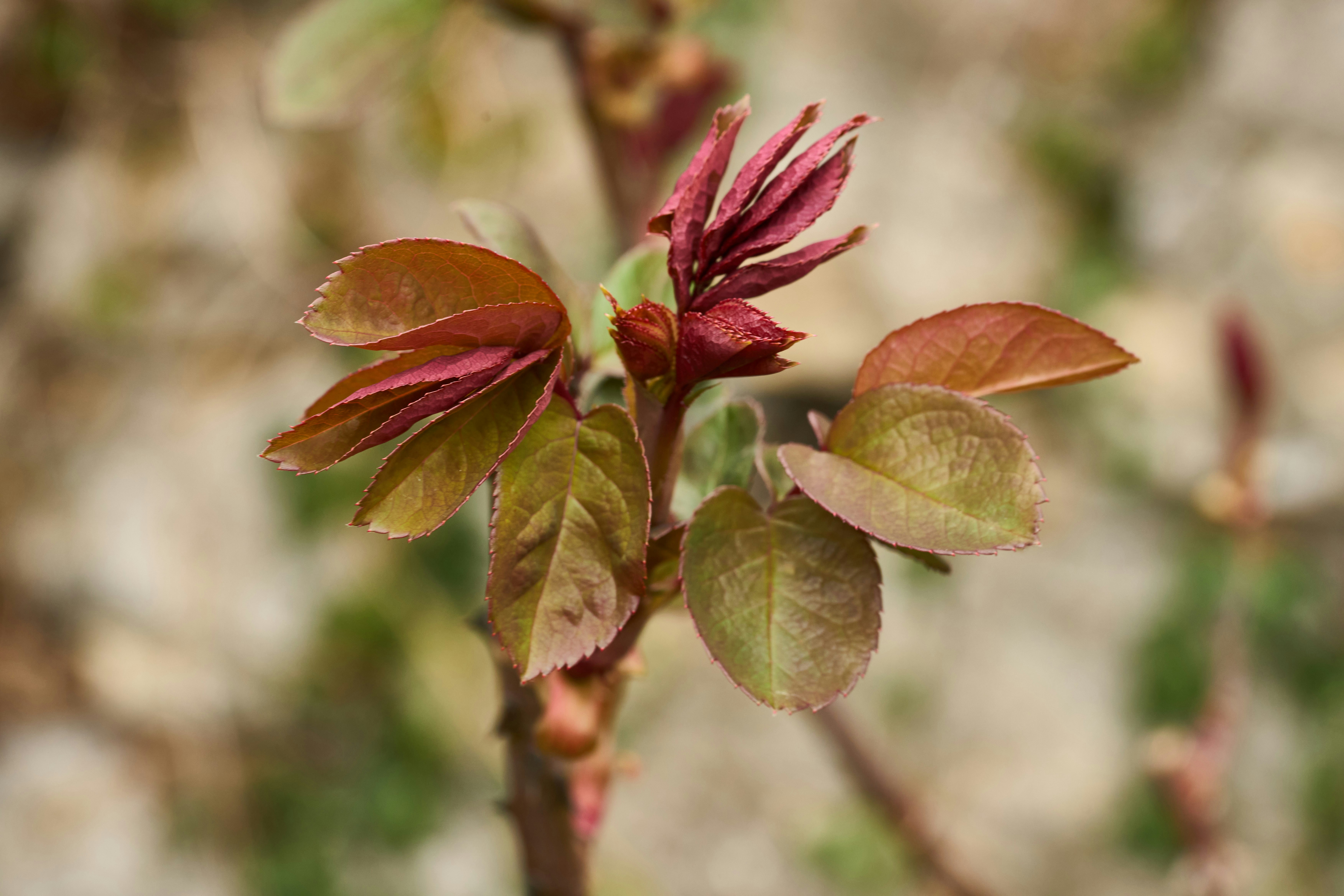 Photo by wolfgang_hasselmann