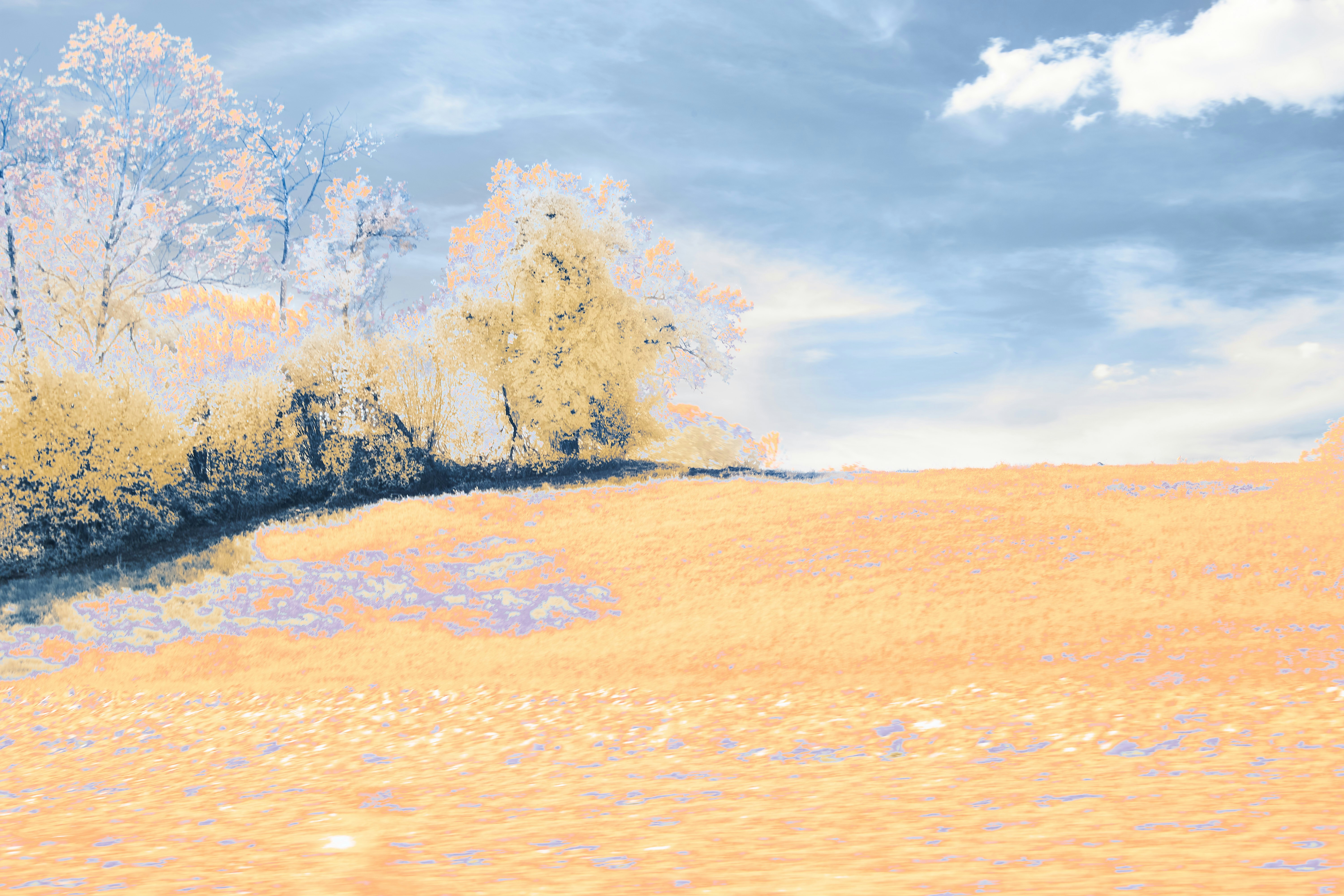 Photo by wolfgang_hasselmann