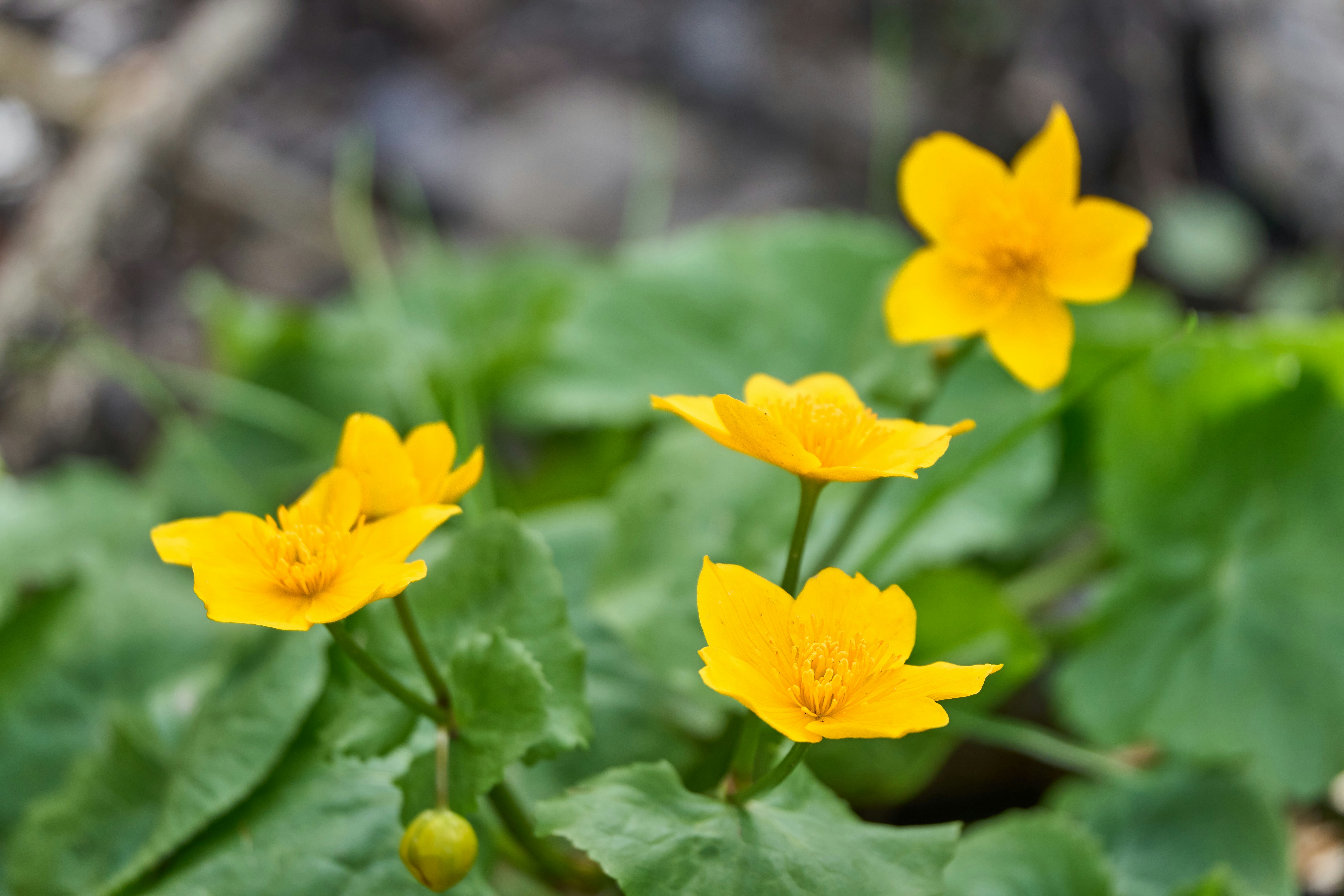 Photo by wolfgang_hasselmann