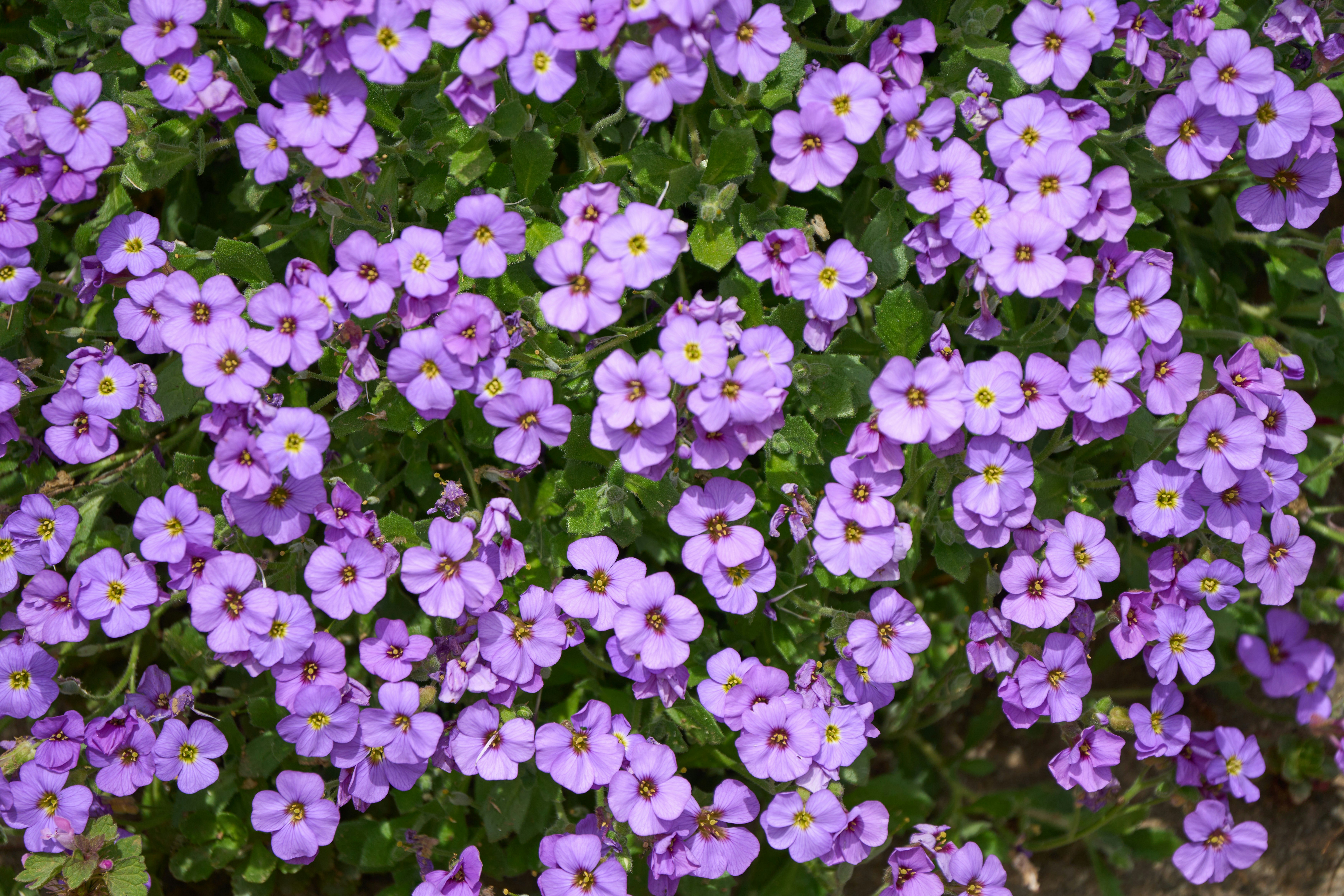 Photo by wolfgang_hasselmann