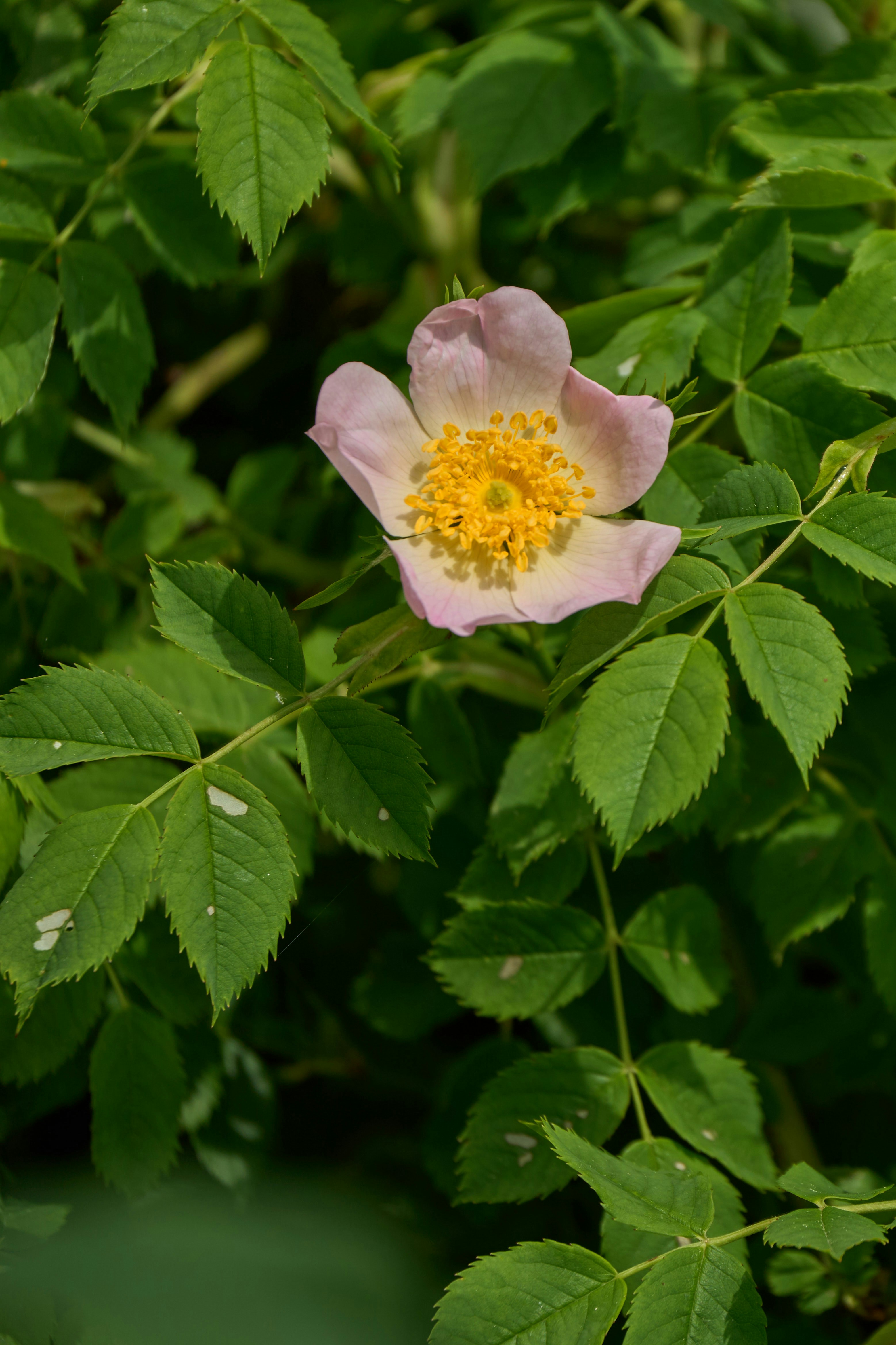 Photo by wolfgang_hasselmann