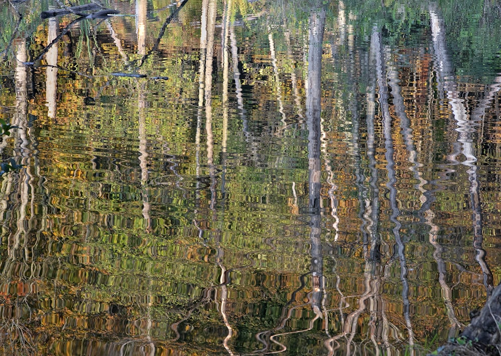 a body of water with trees reflected in it
