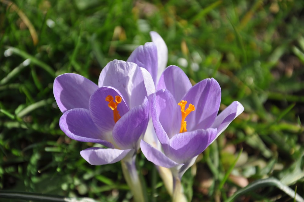 a couple of purple flowers sitting on top of a lush green field