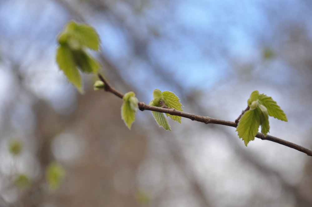 a branch of a tree with green leaves