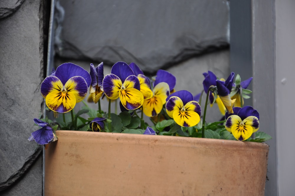 a pot filled with purple and yellow pansies