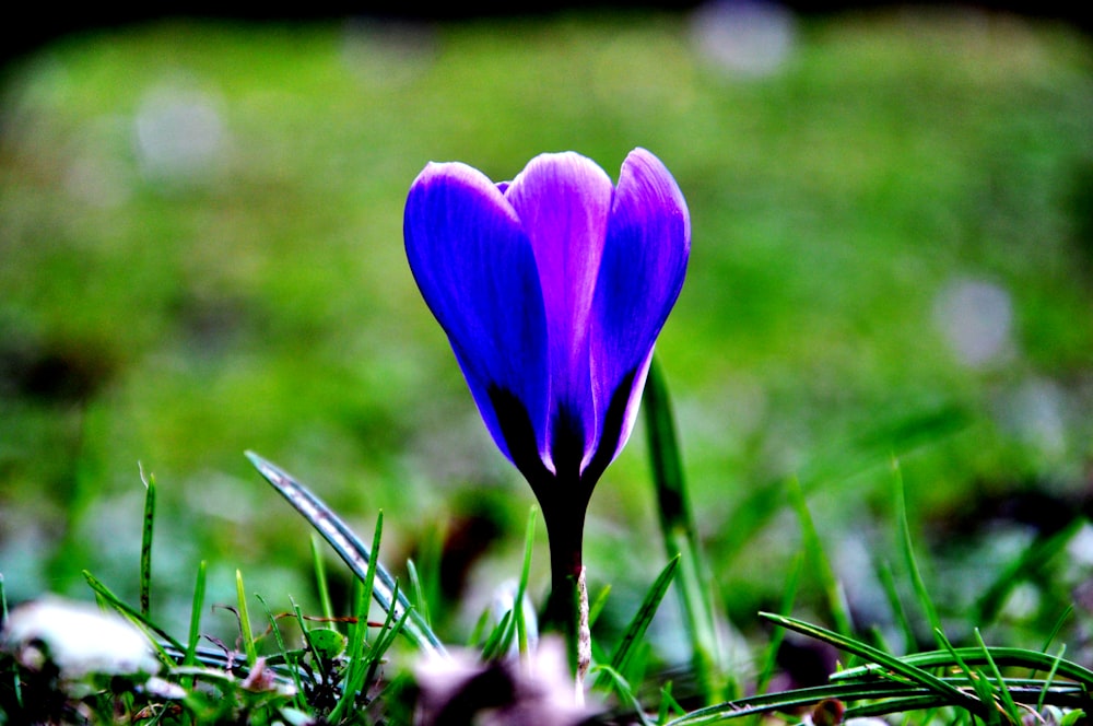 a close up of a purple flower in the grass
