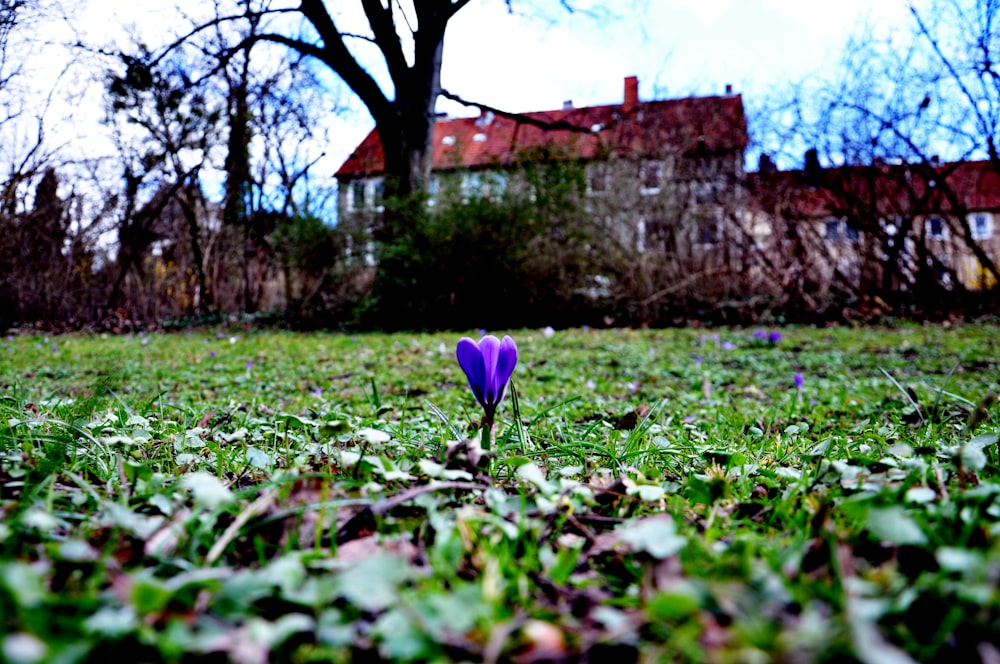 a purple flower is in the middle of a field