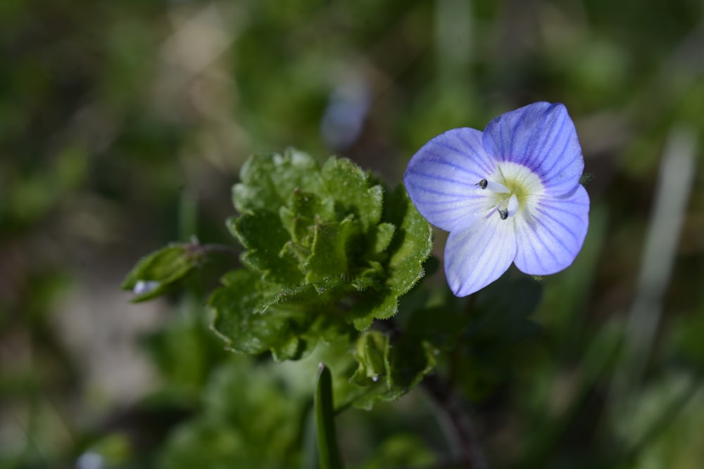 a small blue flower with green leaves in the foreground