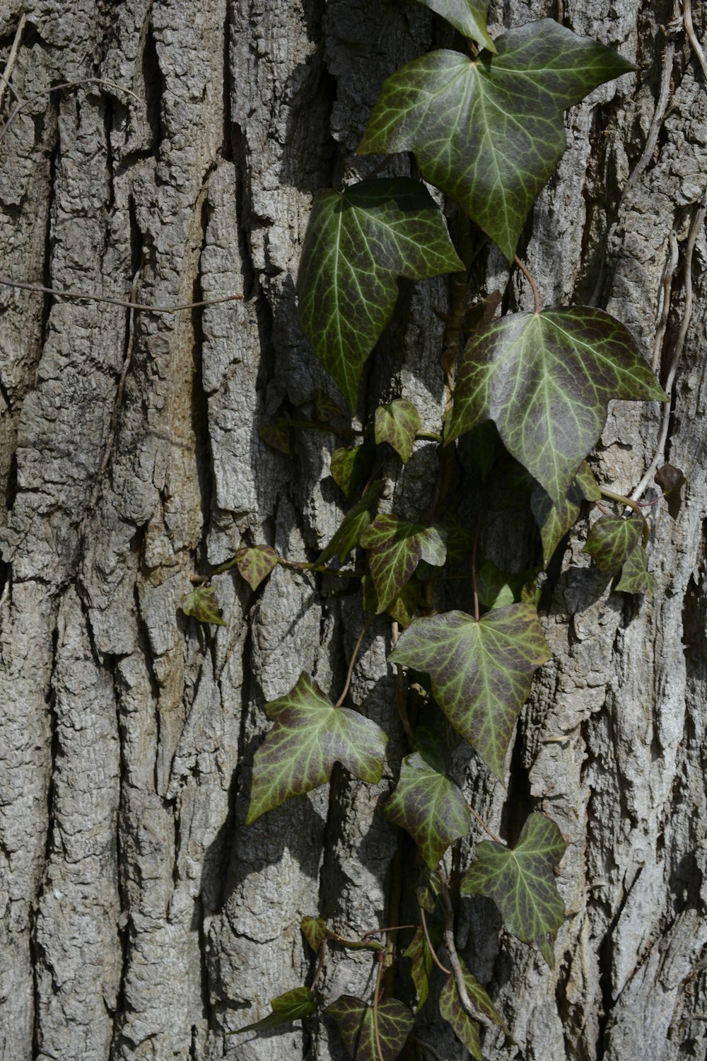 um close up de um tronco de árvore com hera crescendo sobre ele