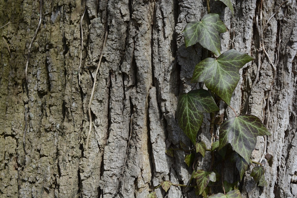 a close up of a tree trunk with ivy growing on it