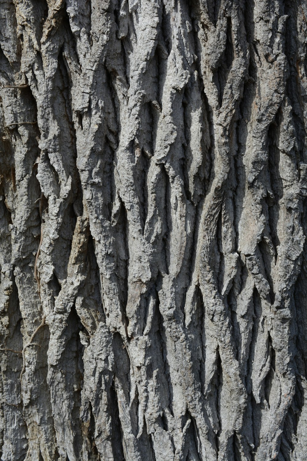 a close up of the bark of a tree