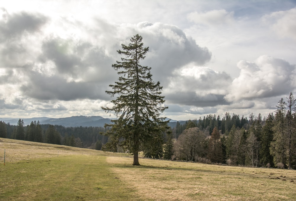 a lone tree in a grassy field with mountains in the background