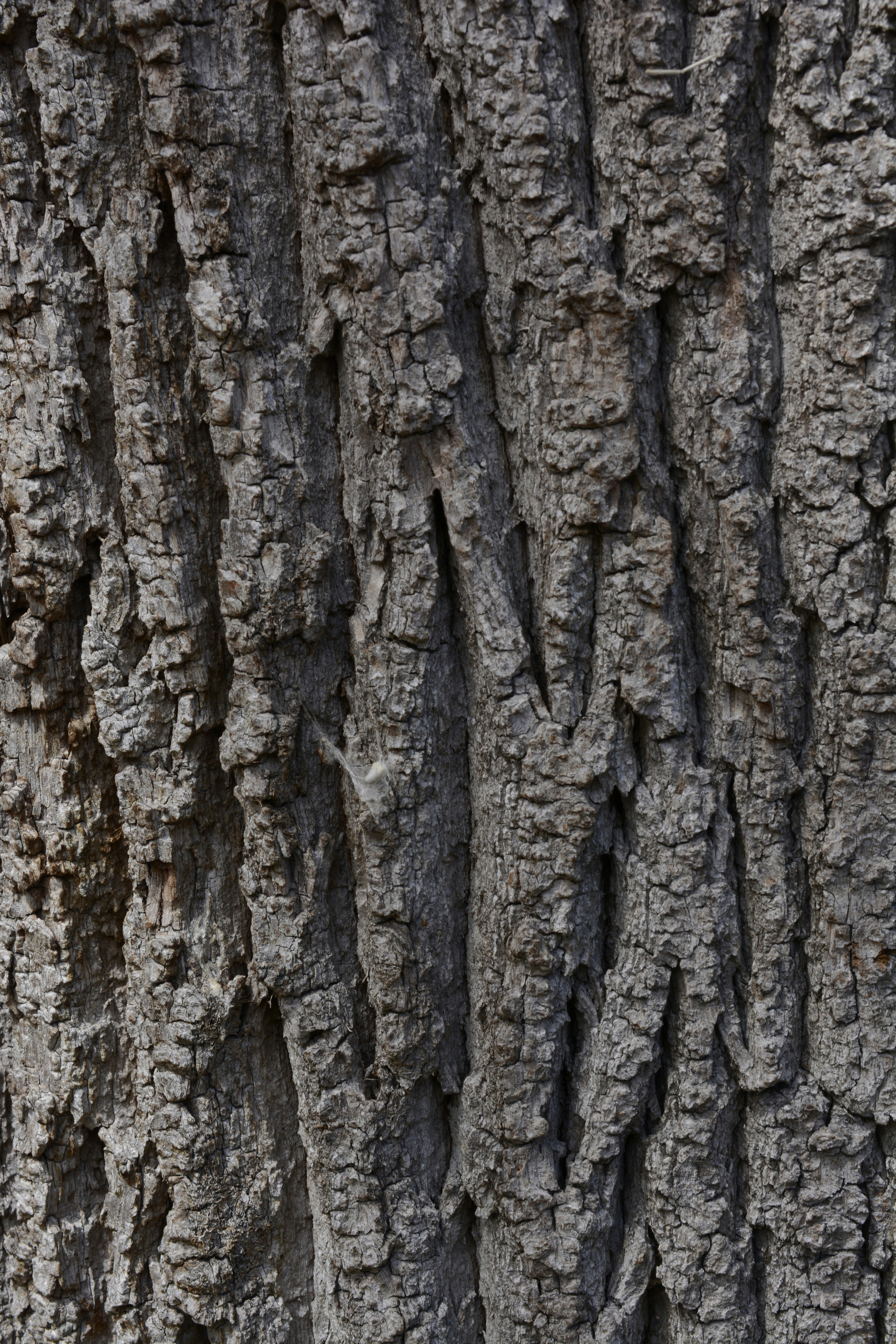 Photo by selvavaleska