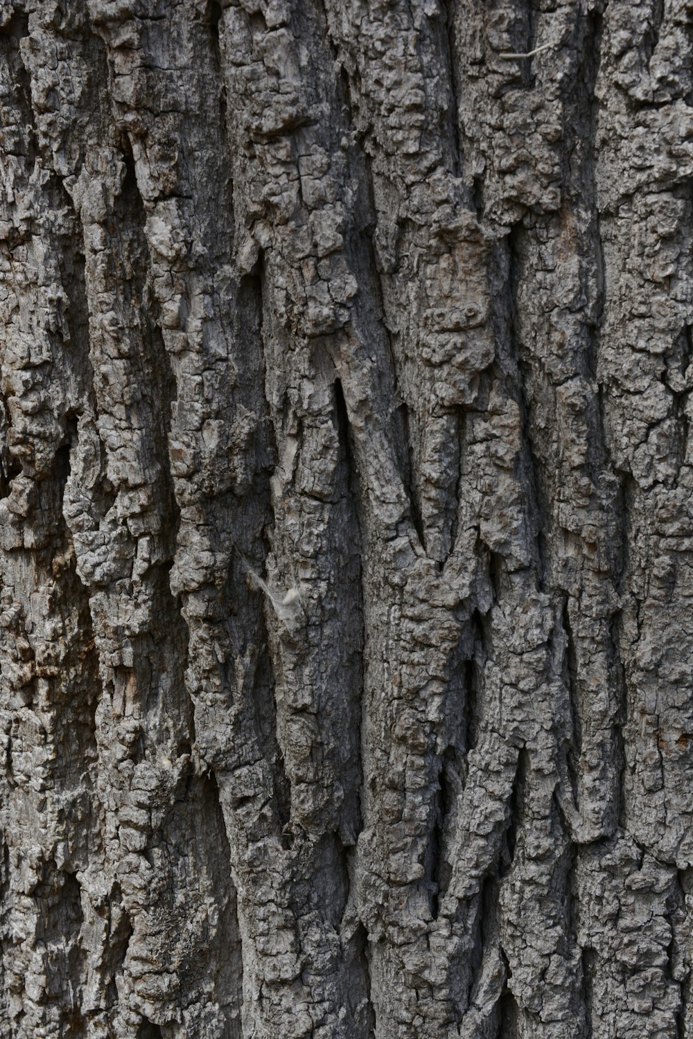 a close up of the bark of a tree