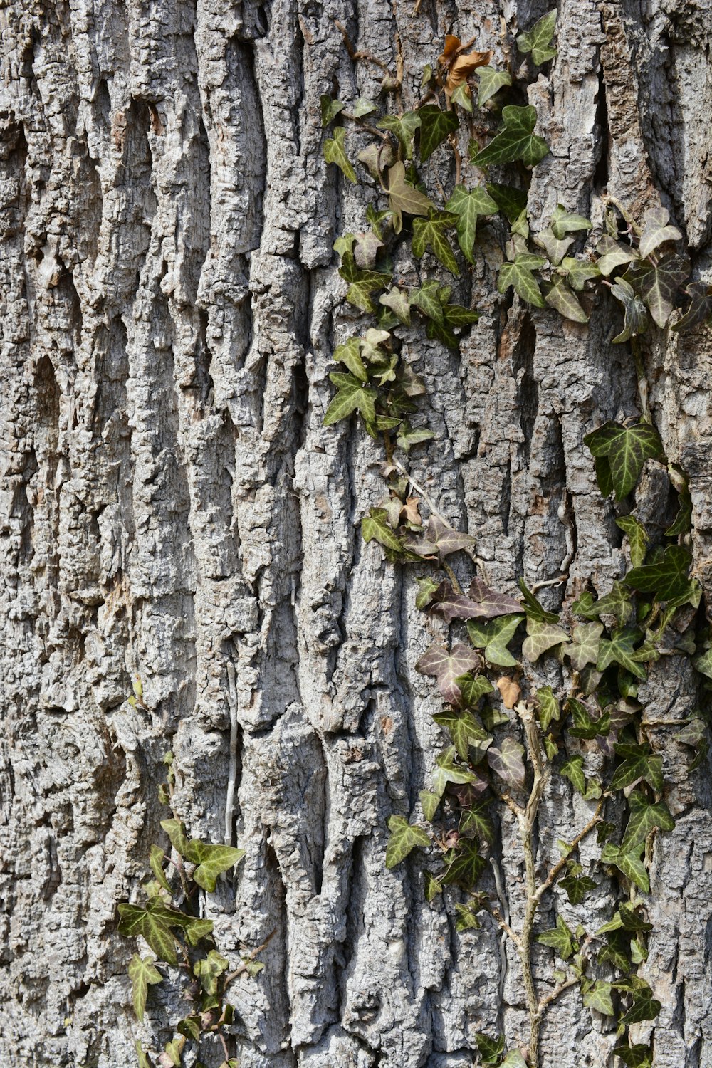 a close up of the bark of a tree