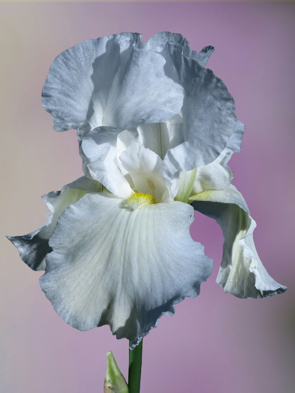 a close up of a white flower with a pink background