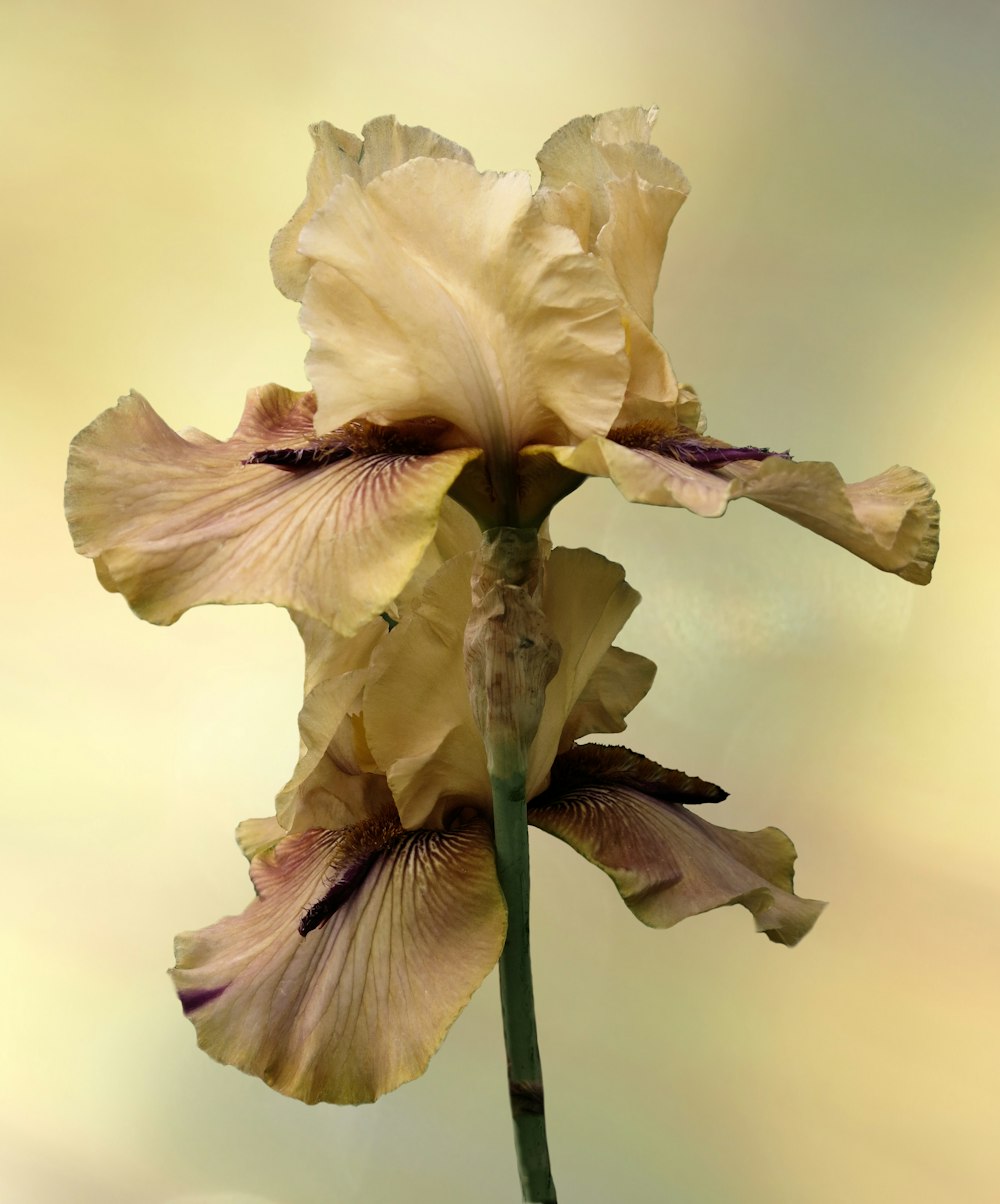 a close up of a flower with a blurry background