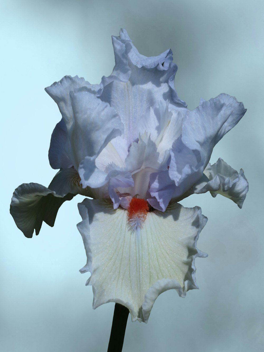 a close up of a flower with a sky background