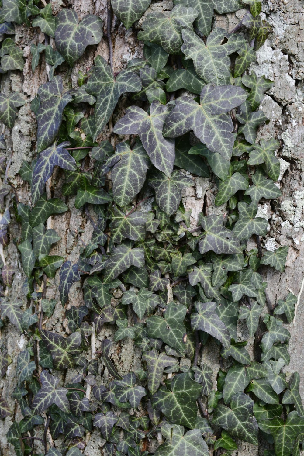 a close up of a plant growing on a tree