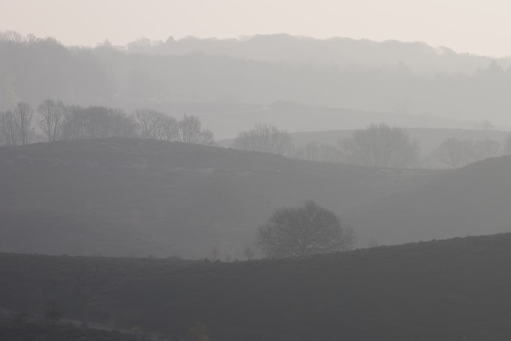 a foggy landscape with trees and hills in the distance