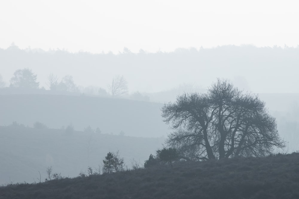 a lone tree sitting on top of a hill