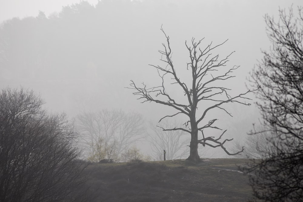 a bare tree on a hill in the fog