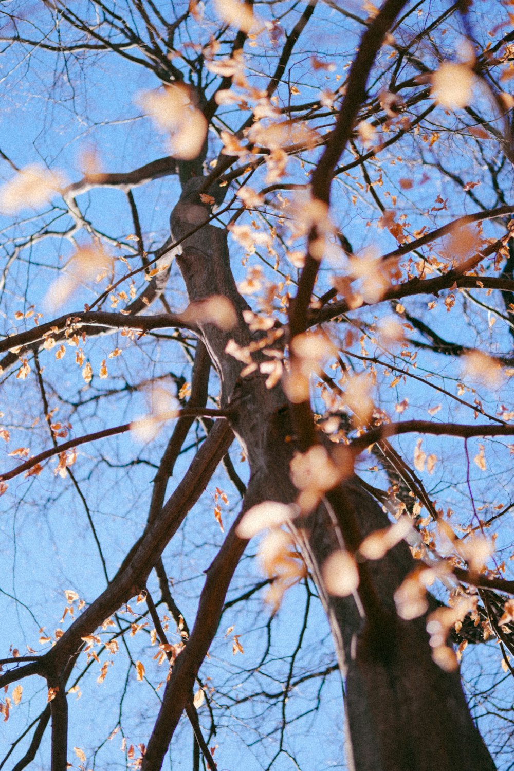 un árbol alto con muchas hojas