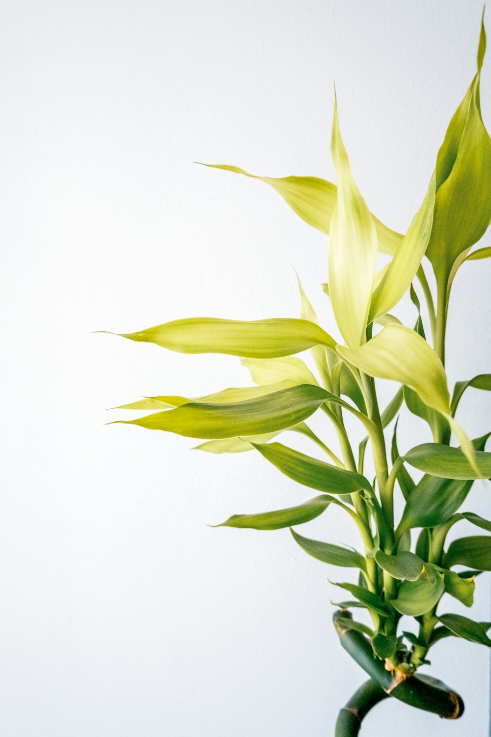 a close up of a plant in a vase