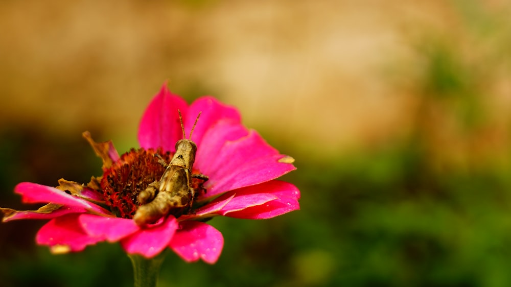 une fleur rose avec un insecte dessus