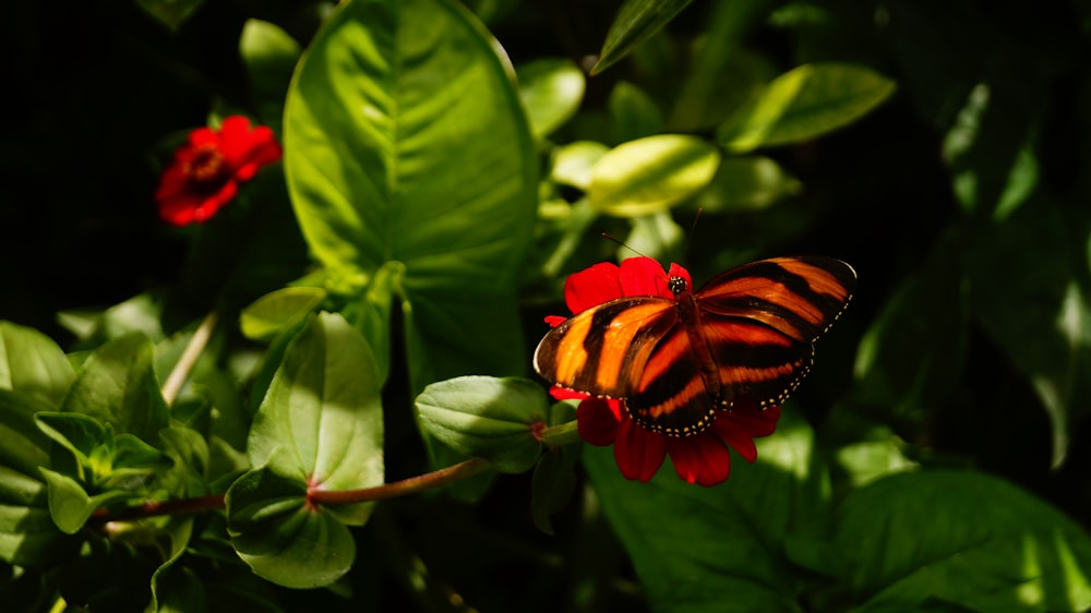 a close up of a butterfly on a flower