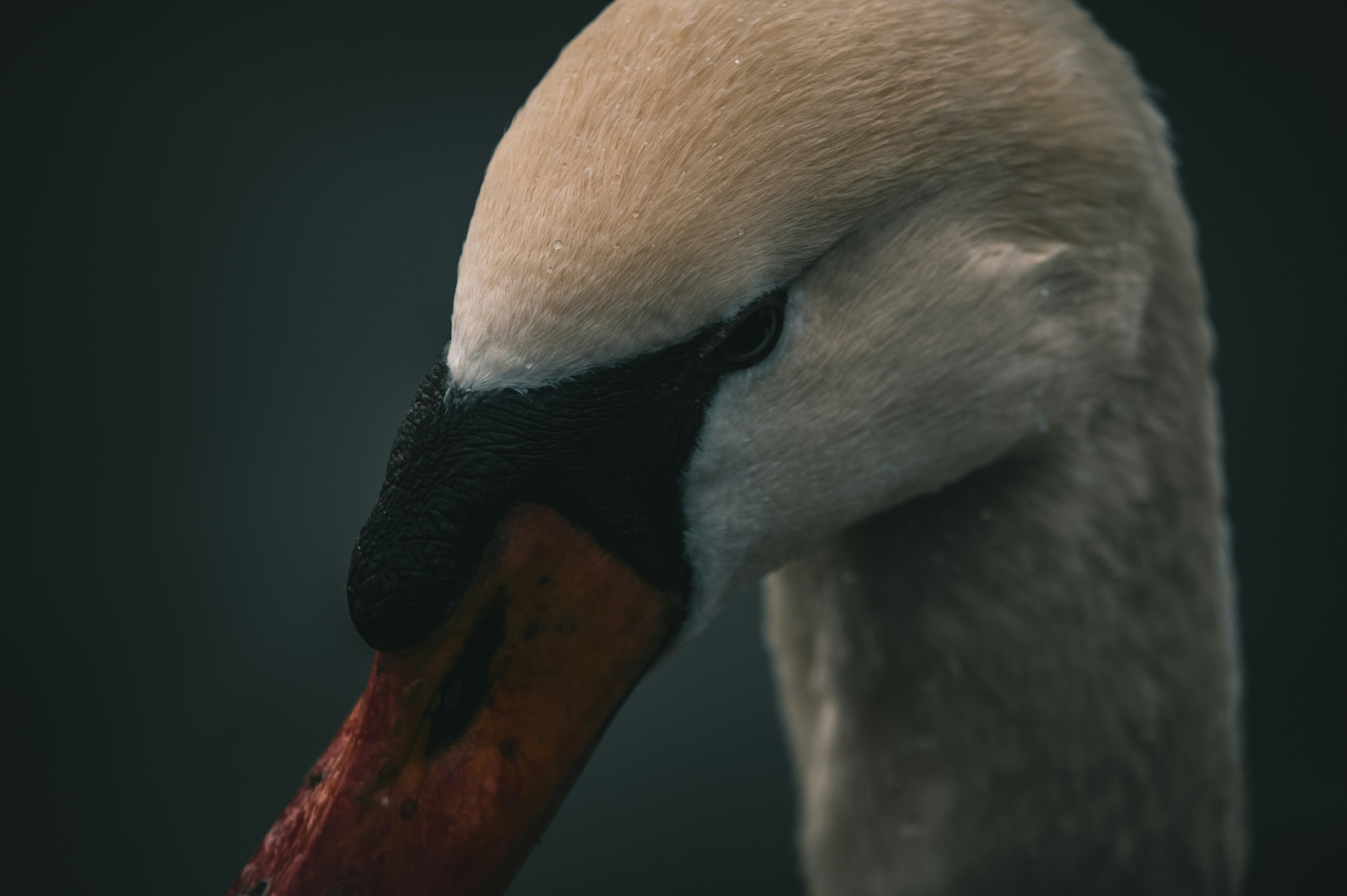 a close up of a white swan with a red beak