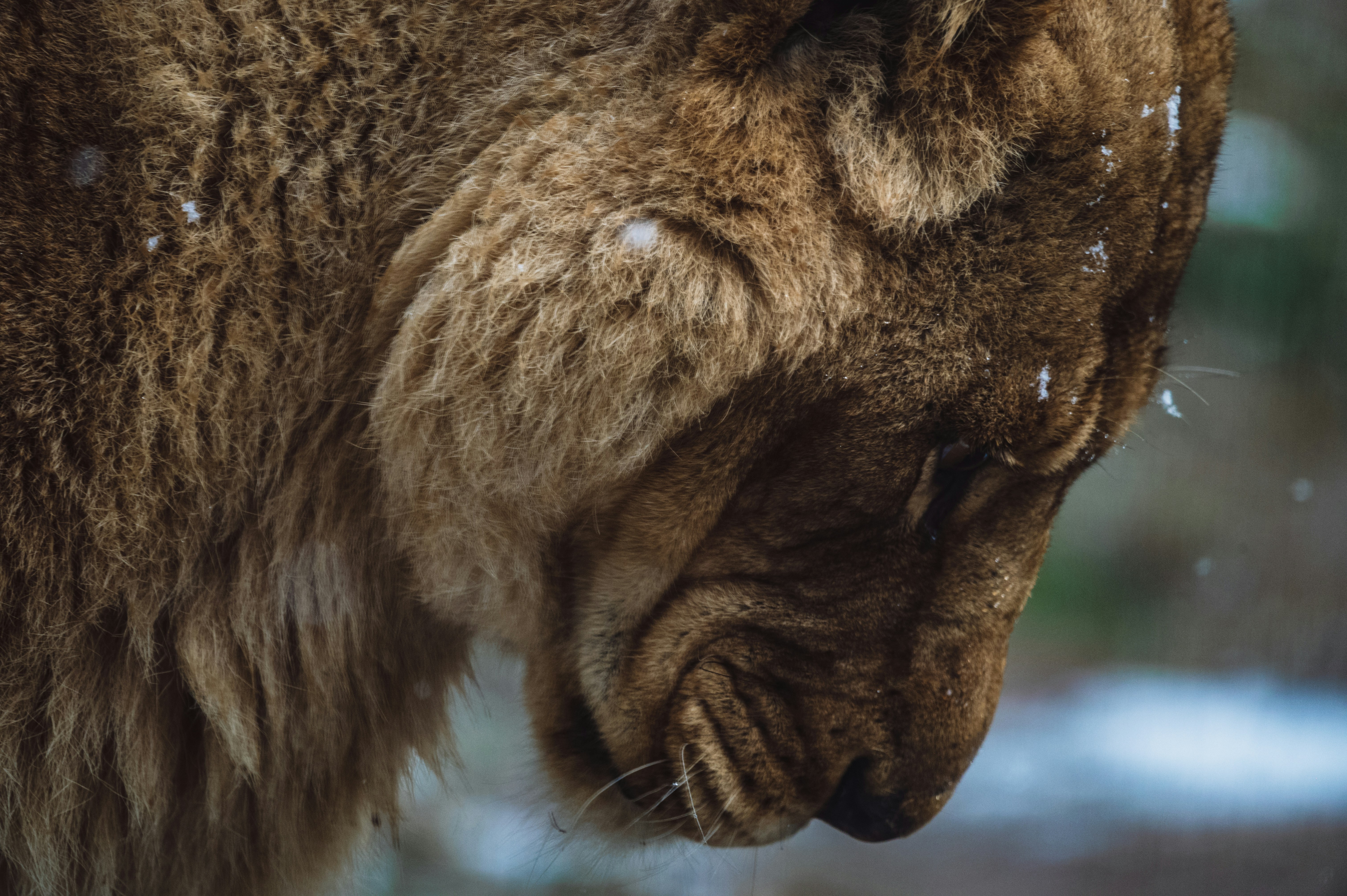 Communication in the Dark: Vocalizations and Visual Cues (image credits: unsplash)