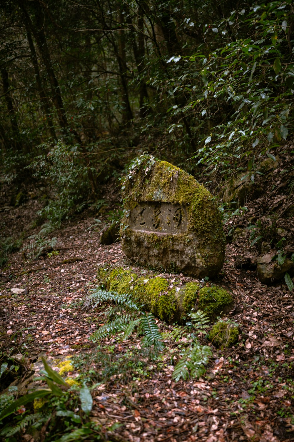 a moss covered rock in the middle of a forest