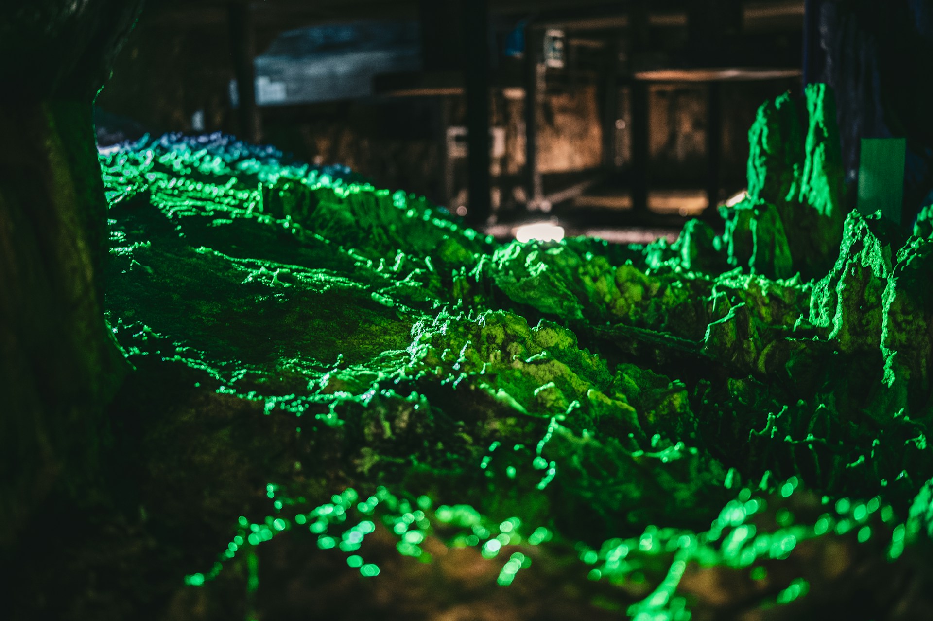 A pile of green leaves sitting on top of a forest floor