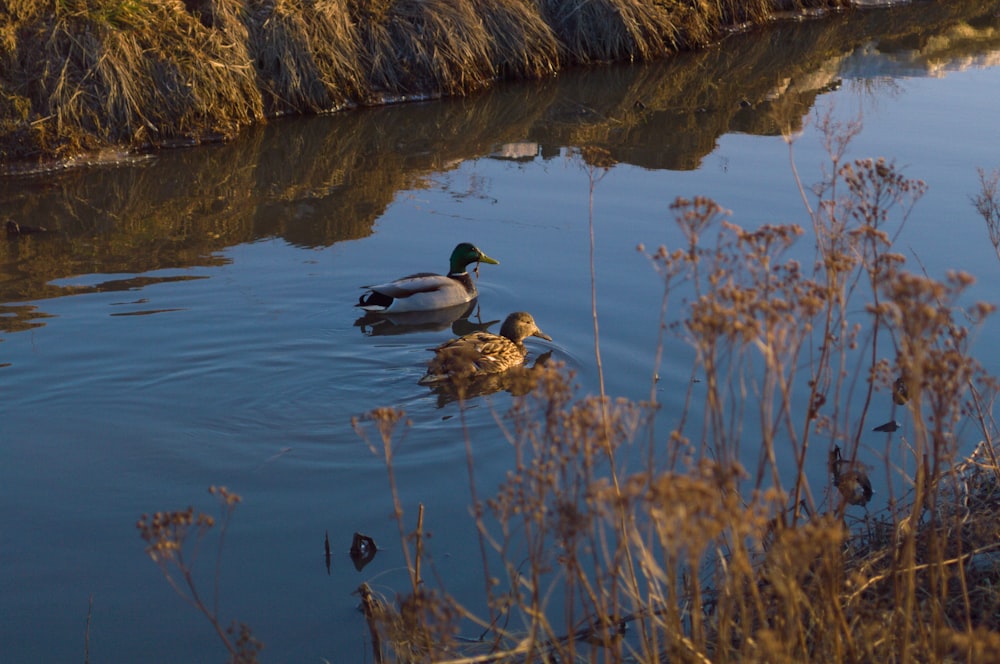 a couple of ducks floating on top of a lake