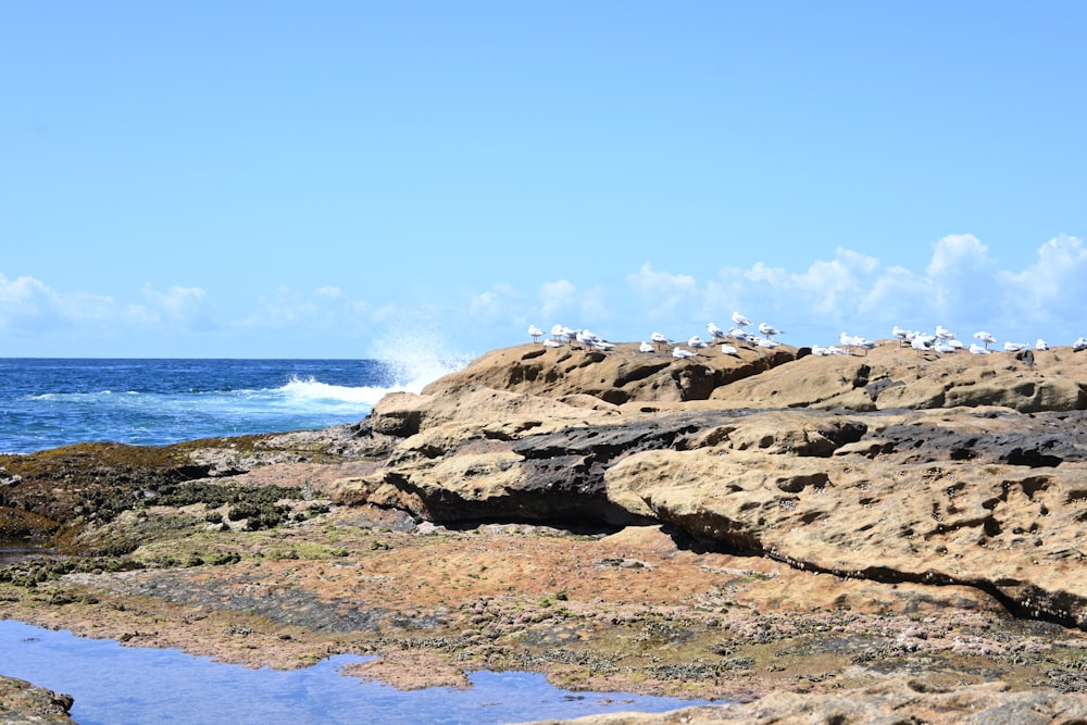 a group of birds sitting on top of a rocky beach