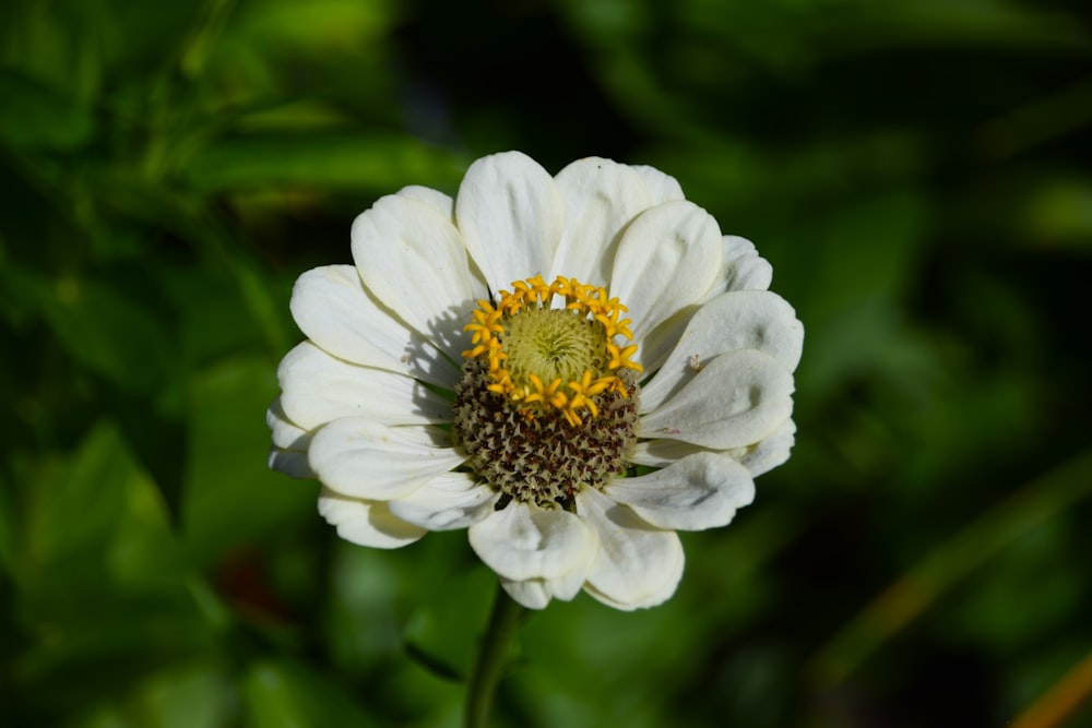 a close up of a white and yellow flower