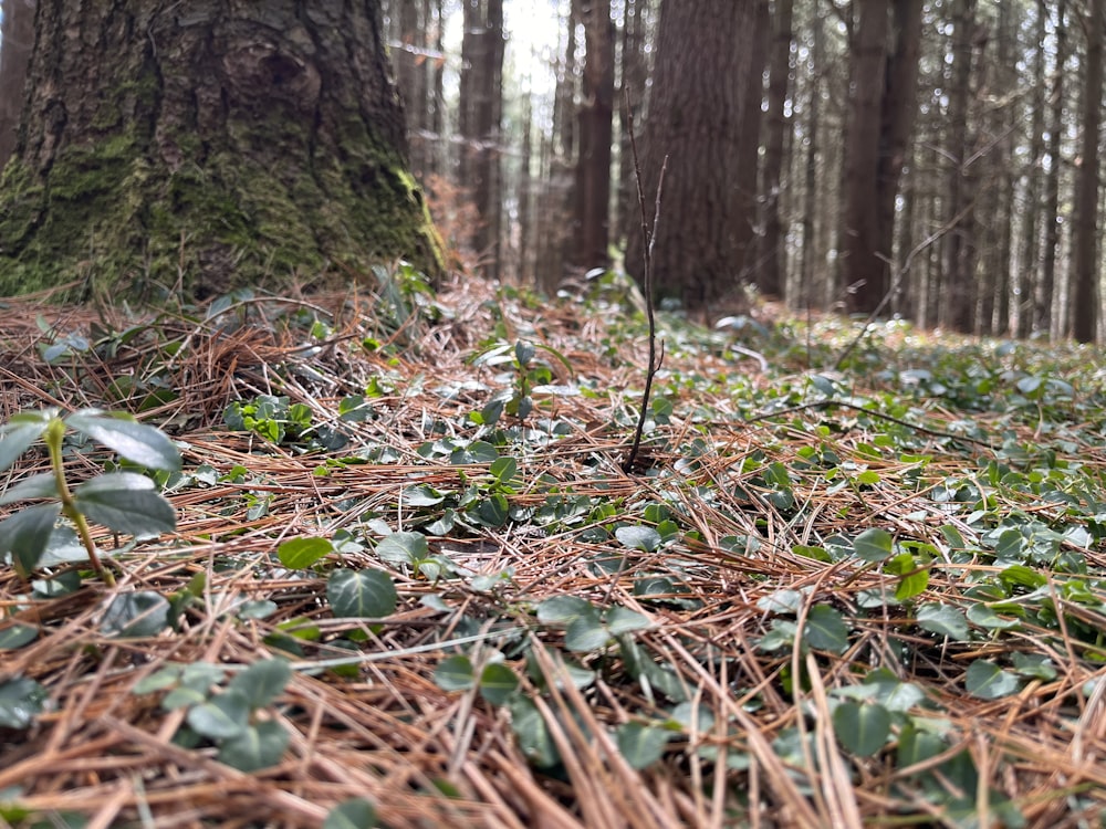 a small plant growing in the middle of a forest