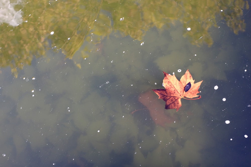 a leaf floating on top of a body of water