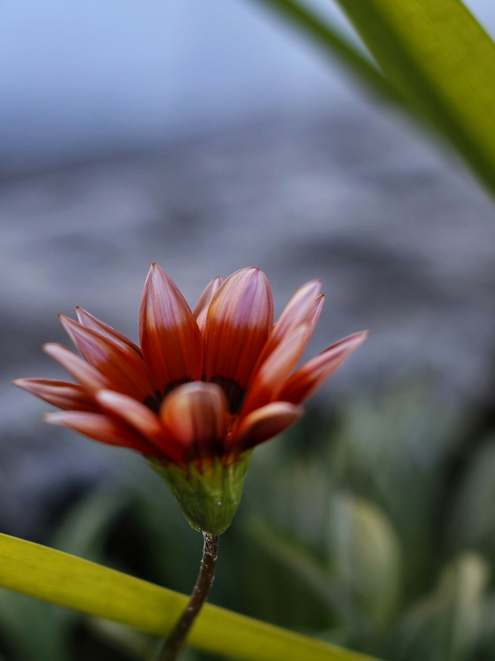 a red flower with green leaves in the foreground