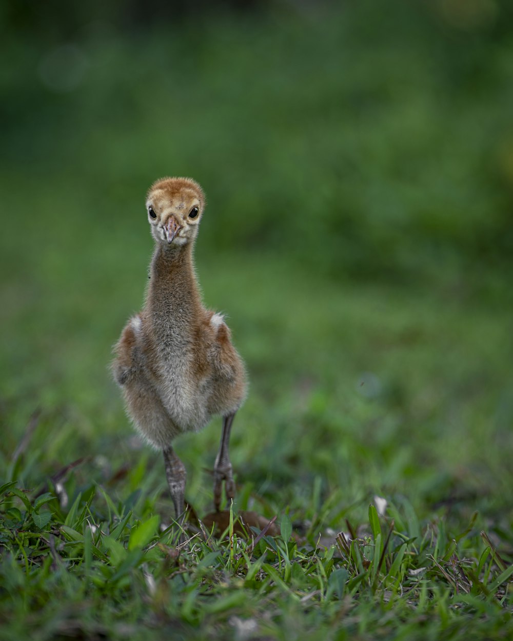 a small bird standing on top of a lush green field