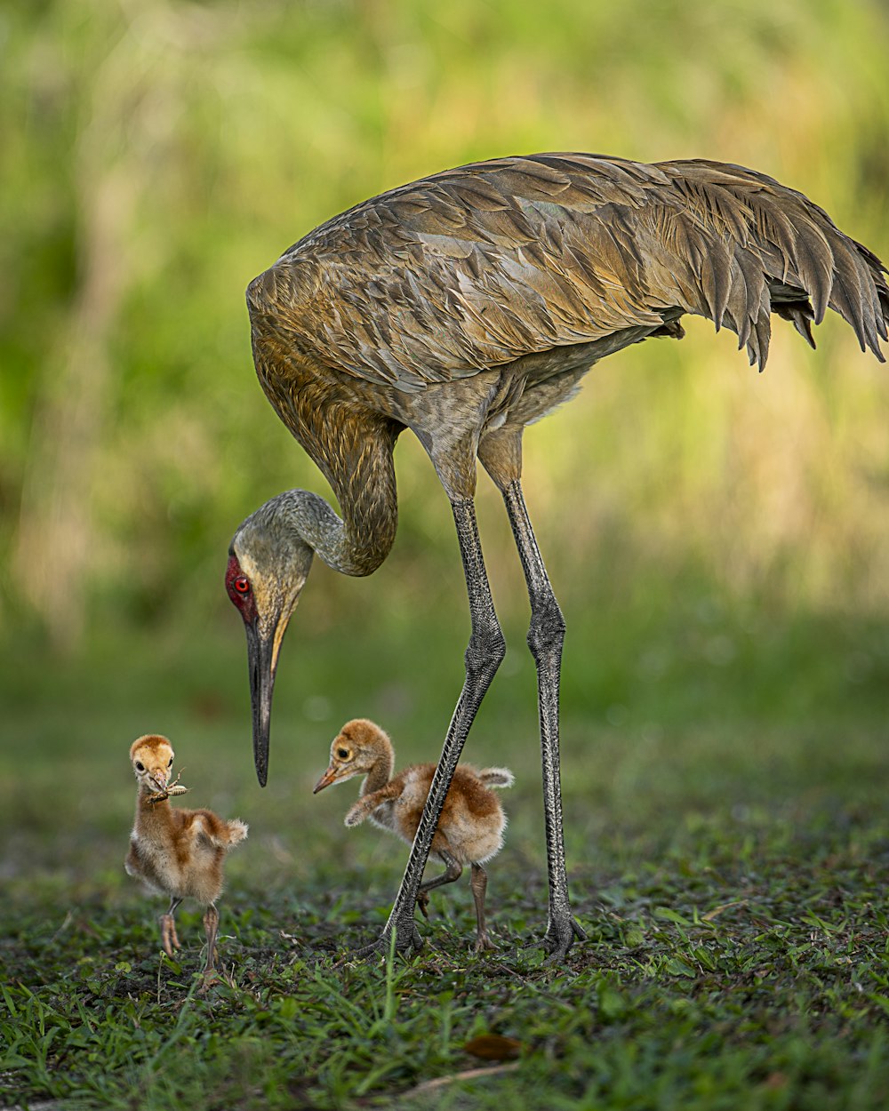 a large bird with two small birds in it's beaks